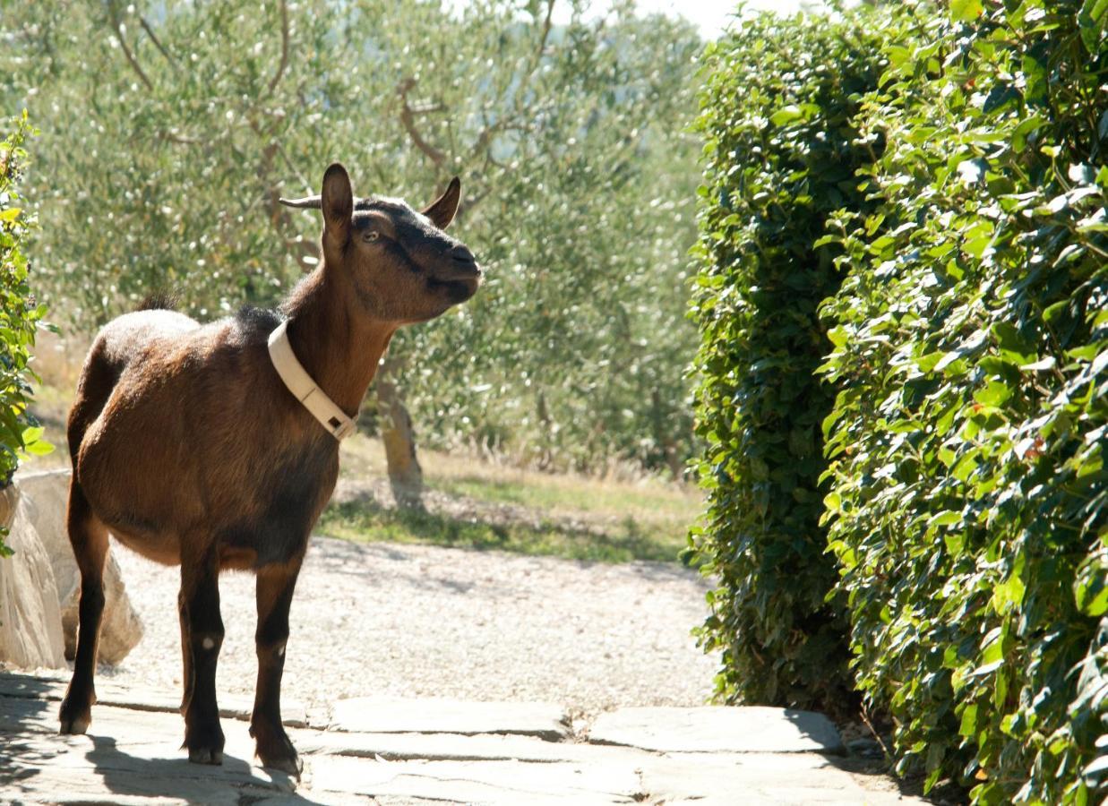 Tenuta Di Forte Sorgnano Gualdo Cattaneo Kültér fotó